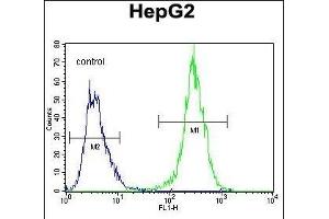 MRFL1 Antibody (Center) 1521c flow cytometric analysis of HepG2 cells (right histogram) compared to a negative control cell (left histogram). (MRFAP1L1 antibody  (AA 28-56))