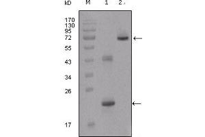 Western blot analysis using IGFBP2 mouse mAb against truncated IGFBP2-His recombinant protein (1) and truncated IGFBP2 (aa40-328)-hIgGFc transfected CHO-K1 cell lysate (2). (IGFBP2 antibody)