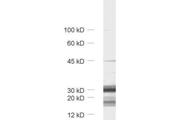 TMEM163 antibody  (AA 44-63)