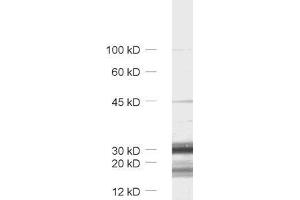 dilution: 1 : 1000, sample: synaptic vesicle fraction (LP2) of rat brain (TMEM163 antibody  (AA 44-63))