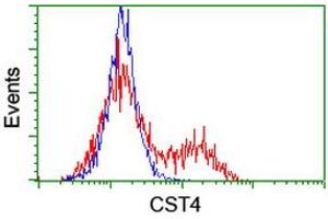Image no. 2 for anti-Cystatin S (CST4) antibody (ABIN1497667) (CST4 antibody)