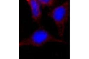 Image no. 2 for anti-Nanog Homeobox (NANOG) (AA 101-131), (Middle Region) antibody (ABIN357015) (Nanog antibody  (Middle Region))