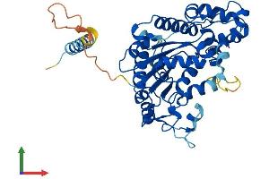 AlphaFold protein structure predicition of Mouse Recombinant Chst1 Protein, UniprotID Q9EQC0 (CHST1 Protein (AA 1-411) (His tag))