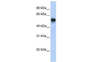 WB Suggested Anti-IRF6 Antibody Titration:  0. (IRF6 antibody  (Middle Region))