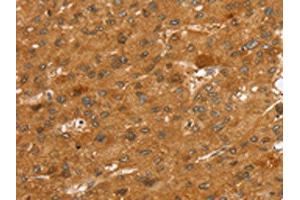SLC7A9 antibody