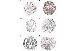 Immunohistochemical staining of endogenous human PIDD in different human tissues (paraffin sections) using MAb to PIDD (Anto-1) . (PIDD antibody  (AA 776-910))