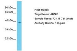 Image no. 1 for anti-Aurora Kinase A and Ninein Interacting Protein (AUNIP) (AA 54-103) antibody (ABIN6750663) (C1orf135 antibody  (AA 54-103))