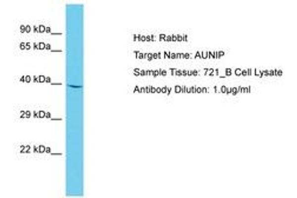 C1orf135 antibody  (AA 54-103)