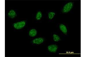 Immunofluorescence of purified MaxPab antibody to BLZF1 on HeLa cell. (BLZF1 antibody  (AA 1-400))