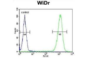 TSPAN33 Antibody (C-term) flow cytometric analysis of WiDr cells (right histogram) compared to a negative control cell (left histogram). (TSPAN33 antibody  (C-Term))