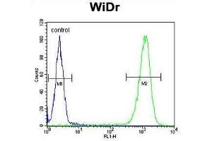 TSPAN33 Antibody (C-term) flow cytometric analysis of WiDr cells (right histogram) compared to a negative control cell (left histogram).