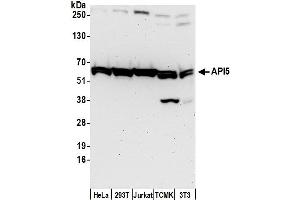 Western Blotting (WB) image for anti-Apoptosis Inhibitor 5 (API5) (AA 1-50) antibody (ABIN7453657)