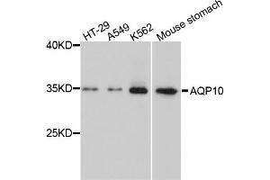 Western blot analysis of extracts of various cell lines, using AQP10 antibody. (Aquaporin 10 antibody)