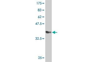 Western Blot detection against Immunogen (36. (SMAD6 antibody  (AA 285-384))