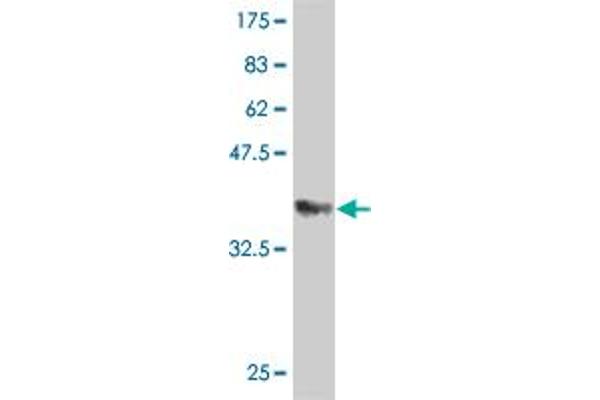 SMAD6 antibody  (AA 285-384)