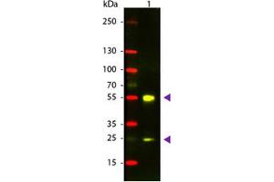 Image no. 1 for Donkey anti-Sheep IgG (Whole Molecule) antibody (Texas Red (TR)) (ABIN301491) (Donkey anti-Sheep IgG (Whole Molecule) Antibody (Texas Red (TR)))