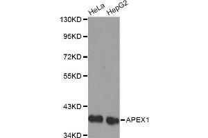 Western blot analysis of extracts of various cell lines, using APEX1 antibody (ABIN1871019) . (APEX1 antibody)