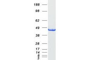 Validation with Western Blot (AGXT Protein (Myc-DYKDDDDK Tag))