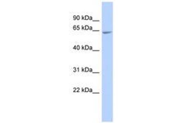 UDP-N-Acetyl-alpha-D-Galactosamine:polypeptide N-Acetylgalactosaminyltransferase 18 (GALNT18) (AA 467-516) antibody