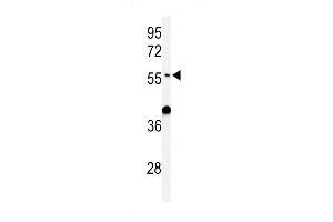Western blot analysis of ATL3 Antibody (Center) (ABIN650914 and ABIN2839992) in mouse liver tissue lysates (35 μg/lane). (ATL3 antibody  (AA 217-245))