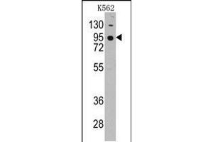 Western blot analysis of anti-CDH7 Pab in K562 cell line lysates (35ug/lane) (Cadherin 7 antibody  (N-Term))