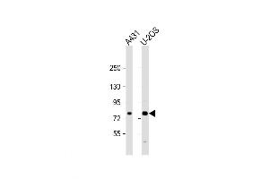 Western Blot at 1:2000 dilution Lane 1: A431 whole cell lysate Lane 2: U-2OS whole cell lysate Lysates/proteins at 20 ug per lane. (MAN1A2 antibody  (AA 342-373))