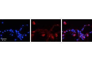 PCDHGC4 antibody - N-terminal region          Formalin Fixed Paraffin Embedded Tissue:  Human Lung Tissue    Observed Staining:  Cytoplasm of pneumocytes   Primary Antibody Concentration:  1:100    Secondary Antibody:  Donkey anti-Rabbit-Cy3    Secondary Antibody Concentration:  1:200    Magnification:  20X    Exposure Time:  0. (PCDHGC4 antibody  (N-Term))