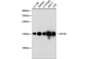 Western blot analysis of extracts of various cell lines using H3F3B Polyclonal Antibody at dilution of 1:1000. (H3F3B antibody)