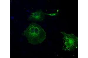 Anti-GBP2 mouse monoclonal antibody (ABIN2452670) immunofluorescent staining of COS7 cells transiently transfected by pCMV6-ENTRY GBP2 (RC209939). (GBP2 antibody)