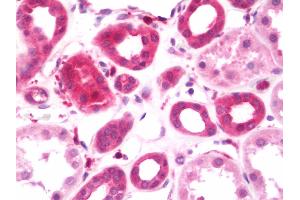 Anti-RIP-1 / KRR1 antibody IHC staining of human kidney. (KRR1 antibody  (AA 47-344))