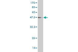Western Blot detection against Immunogen (36. (FOXD1 antibody  (AA 1-91))