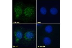 ABIN185264 Immunofluorescence analysis of paraformaldehyde fixed U2OS cells, permeabilized with 0. (DLC1 antibody  (N-Term))