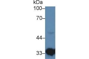Western Blotting (WB) image for anti-Hydroxyacyl-CoA Dehydrogenase (HADH) (AA 1-236) antibody (ABIN7445138)