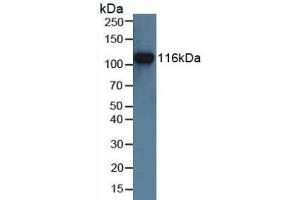 MUSK antibody  (AA 517-777)