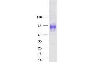 Validation with Western Blot (GPR56 Protein (Transcript Variant 1) (Myc-DYKDDDDK Tag))
