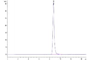 The purity of Mouse IgG2a Fc is greater than 95 % as determined by SEC-HPLC. (IgG2a Fc (AA 98-330) Protein)