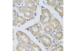 Immunohistochemistry of paraffin-embedded human stomach using BPGM antibody. (BPGM antibody  (AA 1-259))