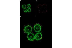 Live cell imaging of recombinant human GDNF-Biotin protein in live intact human SH-SY5Y cells.