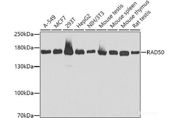 RAD50 antibody