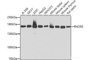 Western blot analysis of extracts of various cell lines using RAD50 Polyclonal Antibody at dilution of 1:1000. (RAD50 antibody)
