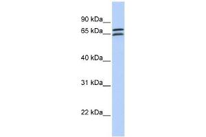 DCP1B antibody used at 0. (DCP1B antibody  (N-Term))