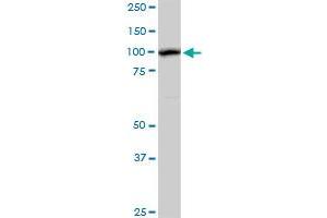 AHI1 antibody  (AA 1-609)