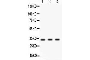Anti- Cyclin D1 Picoband antibody, Western blottingAll lanes: Anti Cyclin D1  at 0. (Cyclin D1 antibody  (Middle Region))
