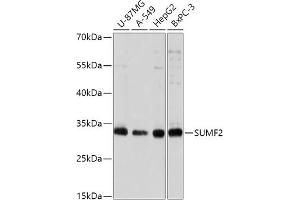 Western blot analysis of extracts of various cell lines, using SUMF2 antibody (ABIN7270627) at 1:1000 dilution. (SUMF2 antibody  (AA 45-320))