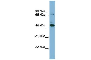 WB Suggested Anti-HERPUD2 Antibody Titration:  0. (HERPUD2 antibody  (N-Term))