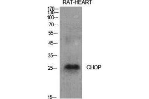 Western Blot (WB) analysis of specific cells using CHOP Polyclonal Antibody. (DDIT3 antibody  (Internal Region))