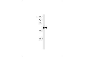 TFAP2D antibody  (C-Term)