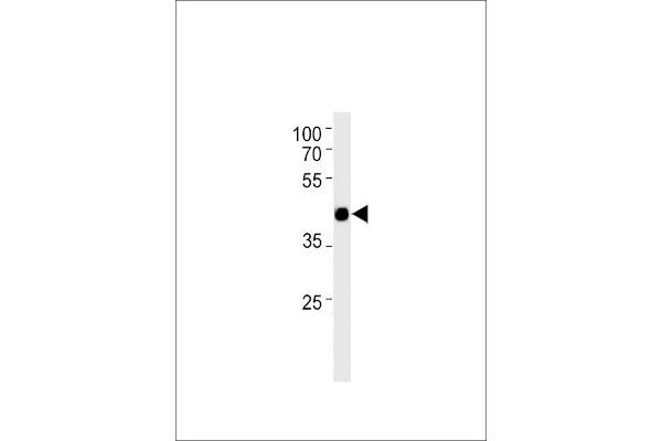 TFAP2D antibody  (C-Term)