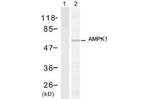 Western blot analysis of extracts from HT-29 cells, using AMPK1 (Ab-174) antibody (E021191, Lane 1 and 2). (PRKAA1 antibody)