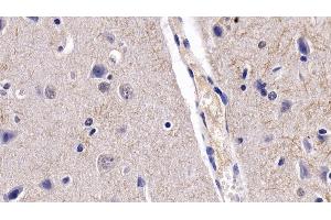 Detection of BDNF in Porcine Cerebrum Tissue using Monoclonal Antibody to Brain Derived Neurotrophic Factor (BDNF) (BDNF antibody  (AA 20-252))